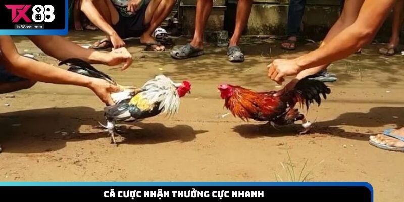 Cá cược nhận thưởng cực nhanh