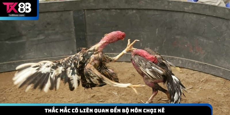 Thắc mắc có liên quan đến bộ môn chọi kê