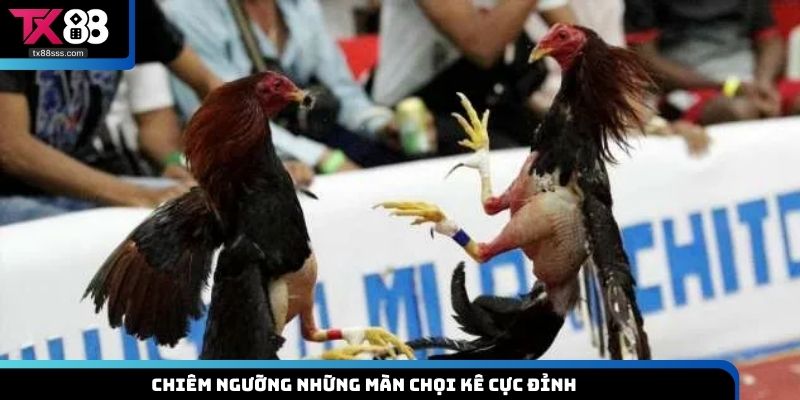 Chiêm ngưỡng những màn chọi kê cực đỉnh