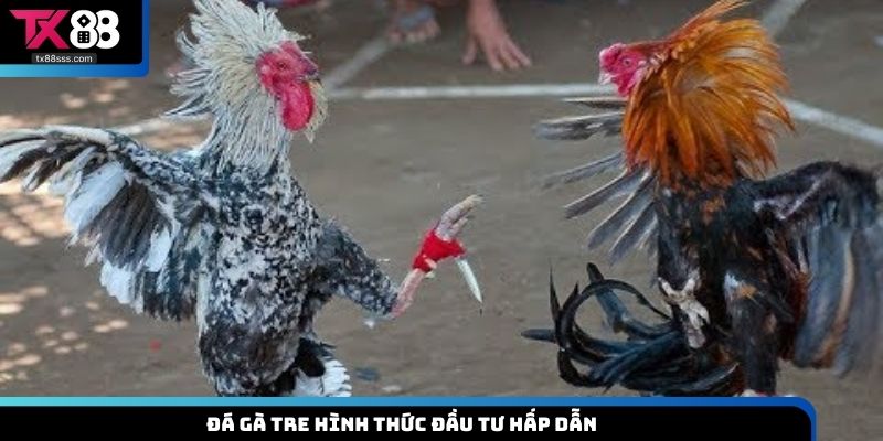 Đá gà tre hình thức đầu tư hấp dẫn