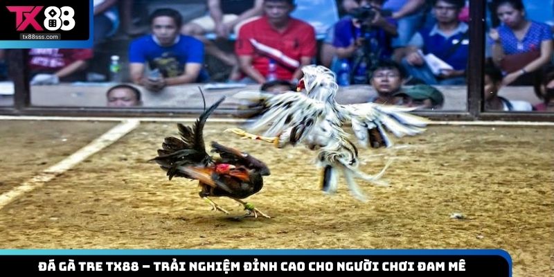 Đá gà tre
